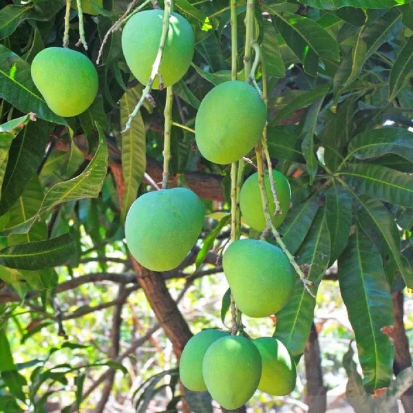 Alphonso_Hapus_Mango_Grafted_Aam_Fruit_Plants_&_Tree(1.5-3_Feet_Size)