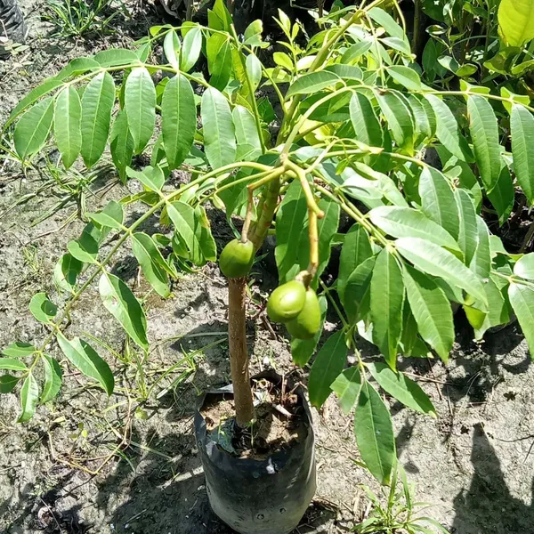 Hog_Plum_Bilati_Amra_Ambarella_Spondias_Mombin_All_Time_Fruit_Grafted_Plants_&_Tree(1.5-3_Feet_Size)