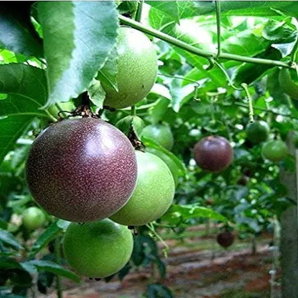 Passion_Fruit_Climbing_Plants_&_Tree