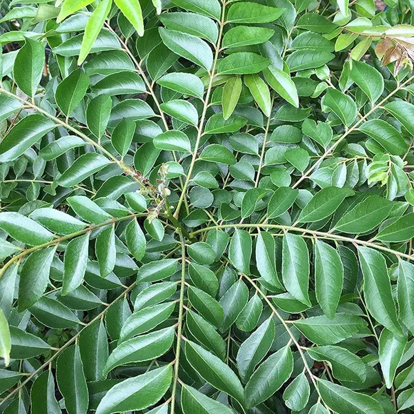 Curry_Leafs_Kadi_Patta_Murraya_koenigii_Meetha_Neem_Plants_&_Tree(1-2_Feet_Size)