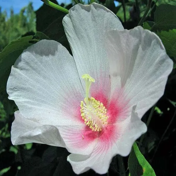 Single_Petal_All_Time_Cotton_Rose_land_lotus_Sthal_Poddo_Hibiscus_Mutabilis_Changeable_Colour_Flower_Plants_&_Tree(1-2_Feet_Size)