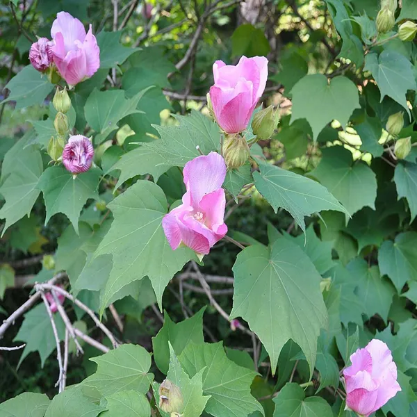 Single_Petal_All_Time_Cotton_Rose_land_lotus_Sthal_Poddo_Hibiscus_Mutabilis_Changeable_Colour_Flower_Plants_&_Tree(1-2_Feet_Size)