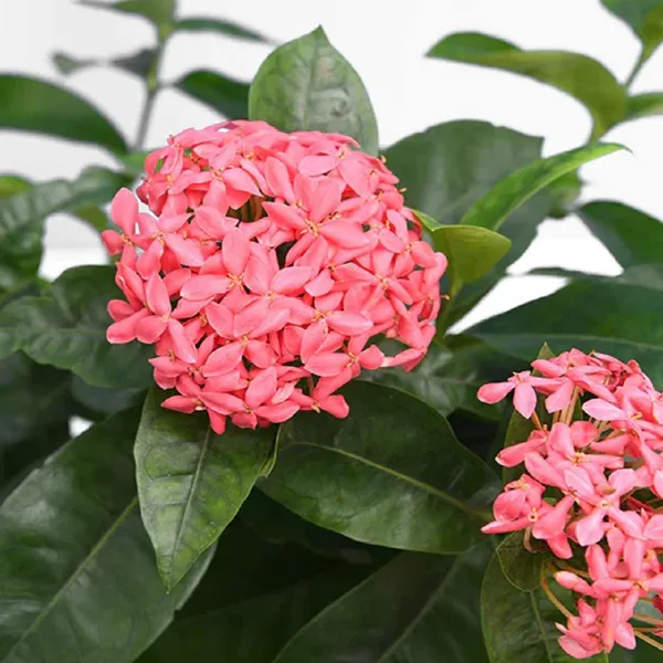 Pink_Colour_Ixora_Rukmini_Rangan_Flower_Plants_&_Tree(1-2_Feet_Size)