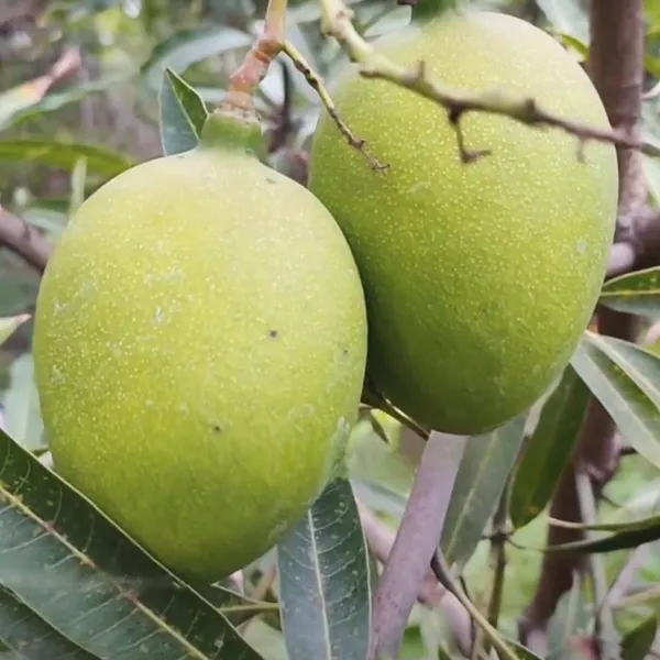 Suvarnarekha_Mango_Grafted_Aam_Fruit_Plants_&_Tree(1.5-3_Feet_Size)