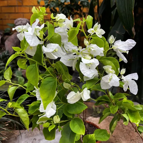 White_Colour_Bougainvillea_Kagoj_Ful_Shrubs_Flower_Plants_&_Tree(1-2_Feet_Size)