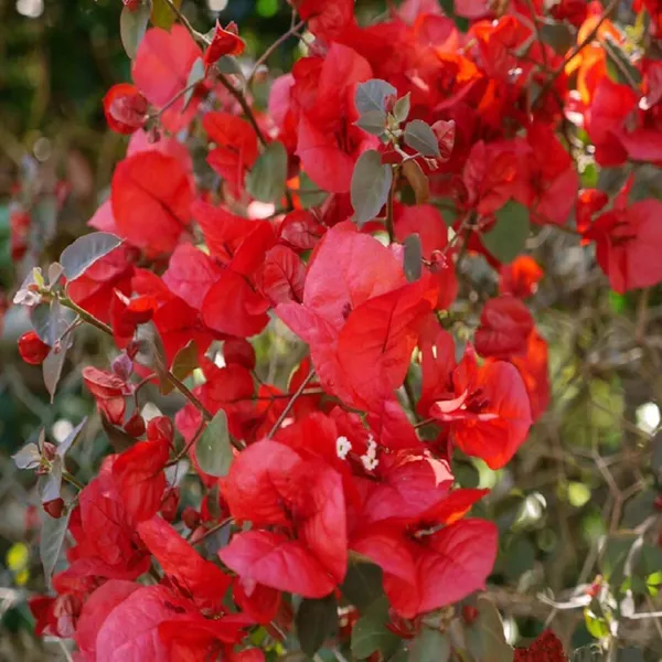 Red_Colour_Bougainvillea_Kagoj_Ful_Shrubs_Flower_Plants_&_Tree(1-2_Feet_Size)