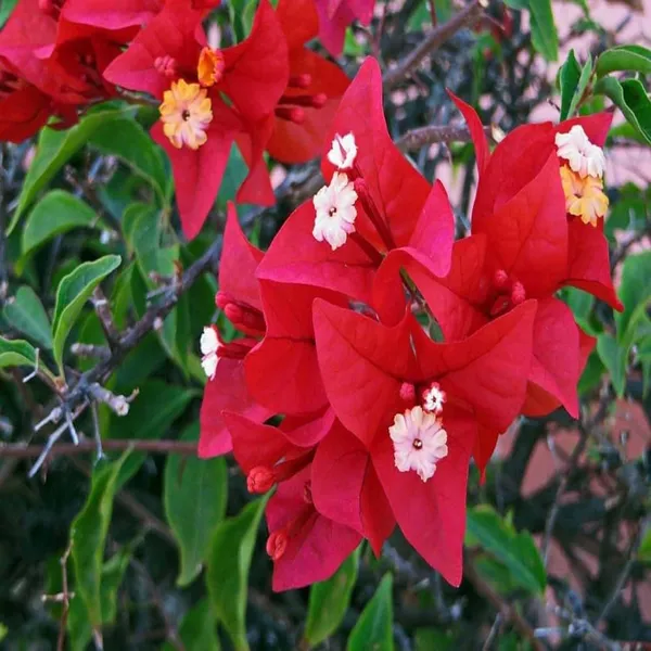 Red_Colour_Bougainvillea_Kagoj_Ful_Shrubs_Flower_Plants_&_Tree(1-2_Feet_Size)