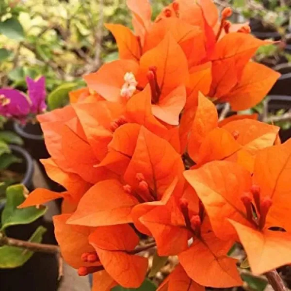 Orange_Colour_Bougainvillea_Kagoj_Ful_Shrubs_Flower_Plants_&_Tree(1-2_Feet_Size)