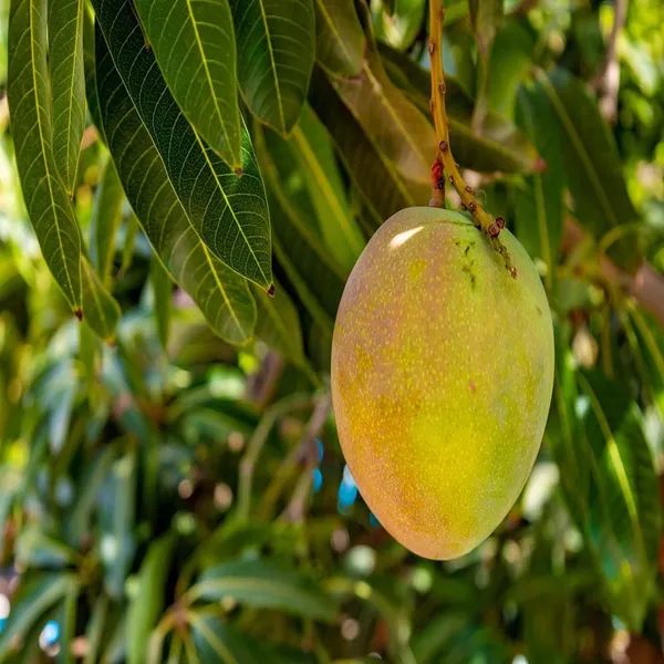 Kothapalli_kobbari_Mango_Grafted_Aam_Fruit_Plants_&_Tree_(1.5-3_Feet_Size)