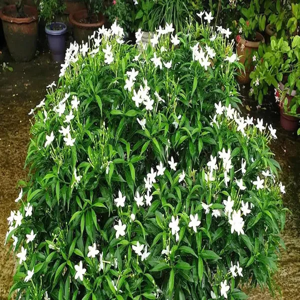 Mini_Tagar_Chandni_Crepe_Jasmine_Flower_Shrubs_Plants_&_Tree(1-2_Feet_Size)