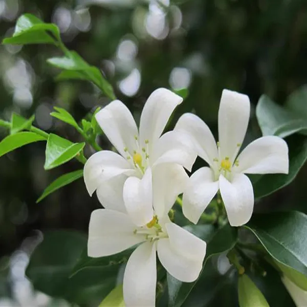 Madhu_Kamini_Satin_Wood_Kunti_Fragrant_Flower_Shrubs_Plants_&_Tree(1-2_Feet_Size)