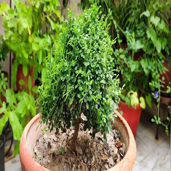 Table_Kamini_Satin_Wood_Kunti_Fragrant_Flower_Shrubs_Plants_&_Tree(1-2_Feet_Size)