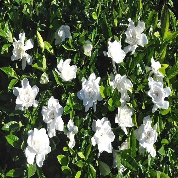Gardenia_Gandharaj_Cape_Jasmine_Highly_Fragrant_Flower_Shrubs_Plants_&_Tree(1-2_Feet_Size)