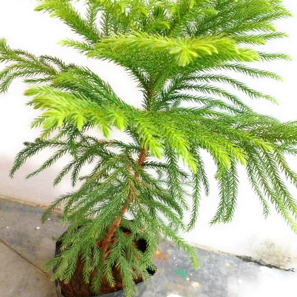 Christmas_Tree_Araucaria_Heterophylla_Jhau_Ornamental_Plants_&_Tree(1.5-3_Feet_Size)