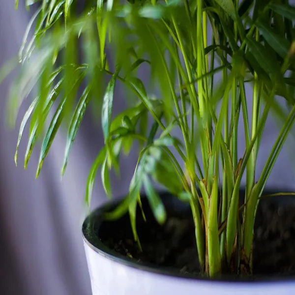 Areca_Palm_Air_Purifier_Ornamental_Plants_&_Tree(1.5-3_Feet_Size)