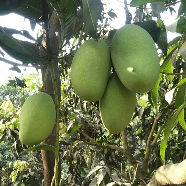 Langra_King_Of_Mango_Grafted_Aam_Fruit_Plants_&_Tree(1.5-3_Feet_Size)