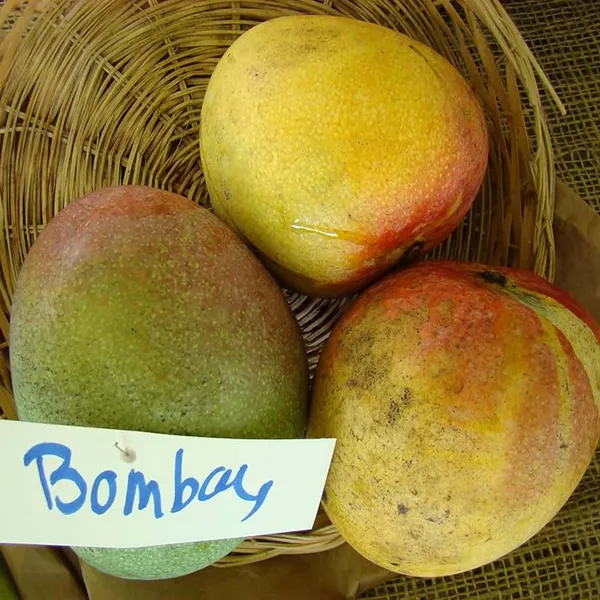 Bombay_Green_Shehroli_Mango_Grafted_Aam_Fruit_Plants_&_Tree_(1.5-3_Feet_Size)