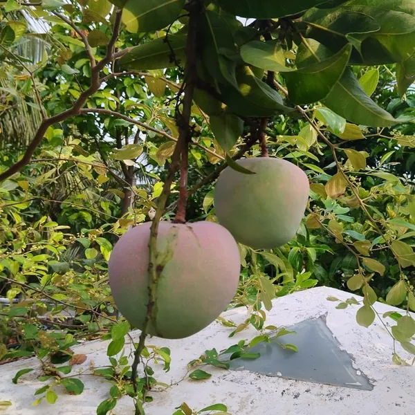 R2E2_Mango_Grafted_Aam_Fruit_Plants_&_Tree(1.5-3_Feet_Size)
