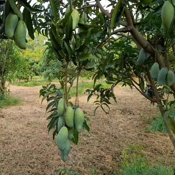 Honey_Sweet_Chaunsa_Mango_Grafted_Aam_Fruit_Plants_&_Tree(1.5-3_Feet_Size)