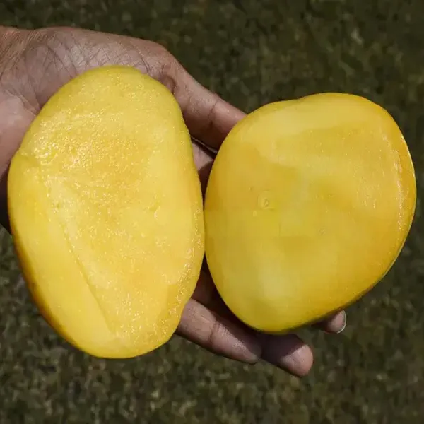 Badami_Badam_Mango_Grafted_Aam_Fruit_Plants_&_Tree(1.5-3_Feet_Size)