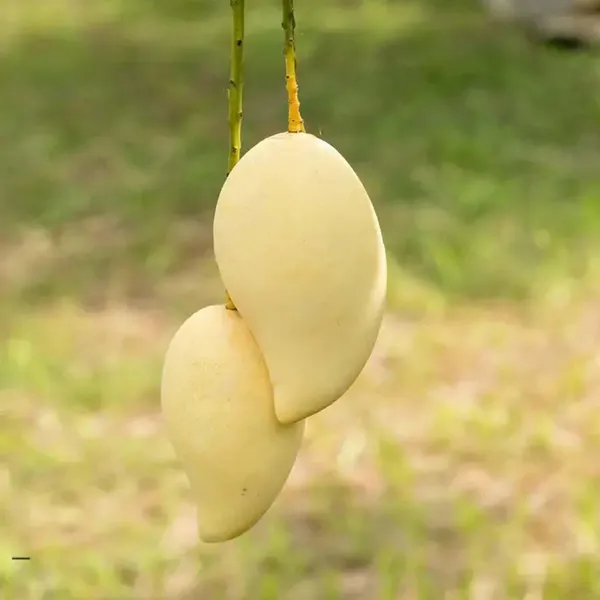 Thai_Nam_Dok_Mai_All_Time_Mango_Grafted_Aam_Fruit_Plants_&_Tree(1.5-3_Feet_Size)