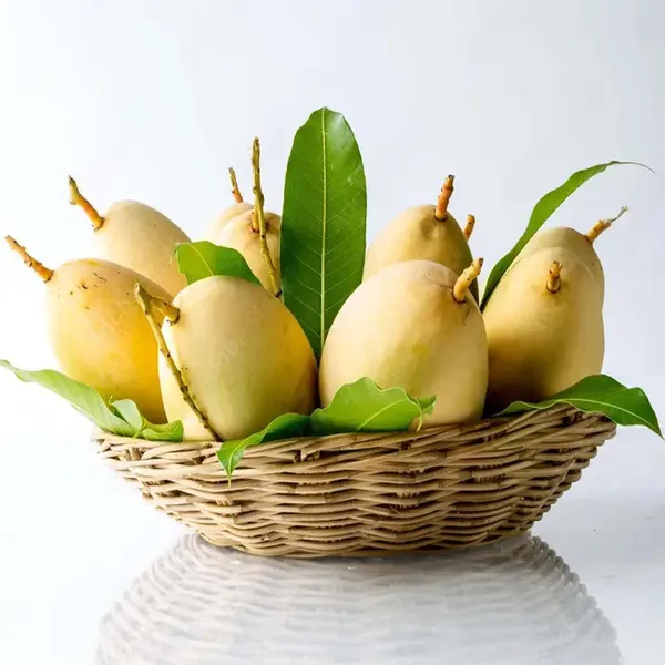 Thai_Nam_Dok_Mai_All_Time_Mango_Grafted_Aam_Fruit_Plants_&_Tree(1.5-3_Feet_Size)