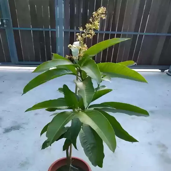 Nurjahan_Noor_Jahan_Mango_Grafted_Aam_Fruit_Plants_&_Tree(1.5-3_Feet_Size)