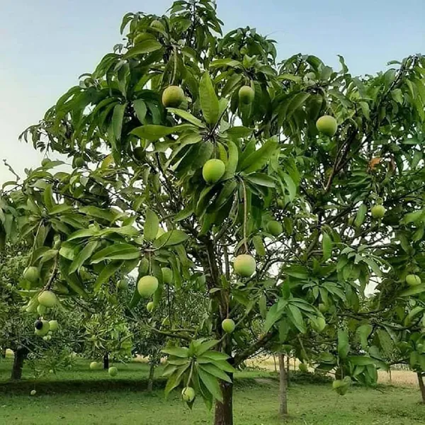 Bangladesh_Haribhanga_Mango_Grafted_Aam_Fruit_Plants_&_Tree(1.5-3_Feet_Size)