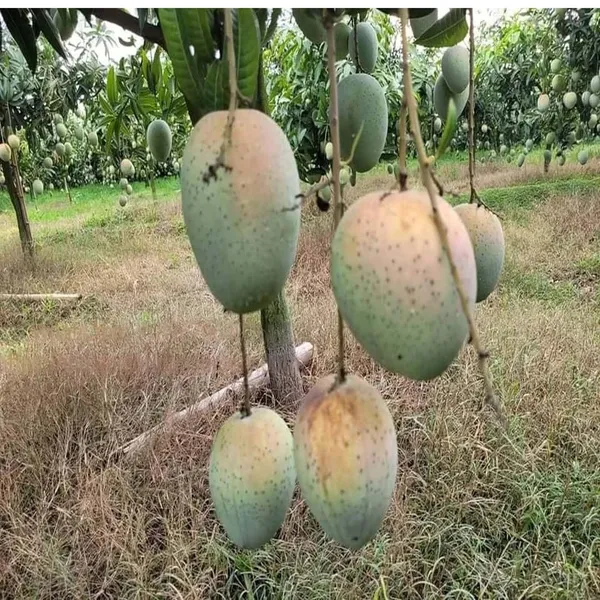 Gourmoti_Mango_Grafted_Aam_Fruit_Plants_&_Tree(1.5-3_Feet_Size)