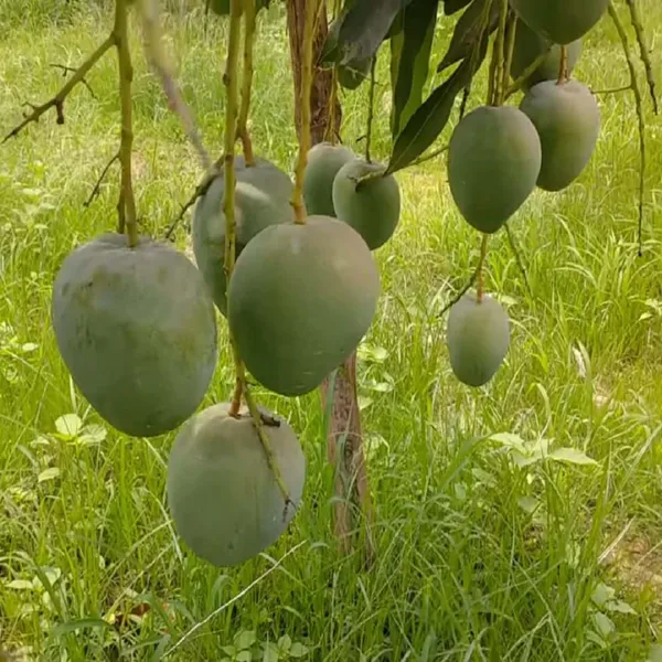 Bangladesh_Bari_4_Mango_Grafted_Aam_Fruit_Plants_&_Tree(1.5-3_Feet_Size)