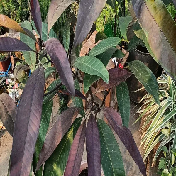 Black_Stone_Mango_Grafted_Aam_Fruit_Plants_&_Tree(1.5-3_Feet_Size)