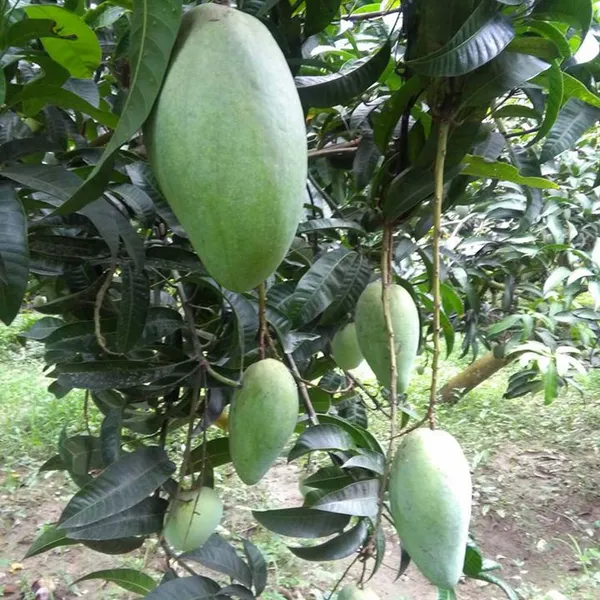 Thai_Kujai_Qjai_Mango_Grafted_Aam_Fruit_Plants_&_Tree_(1.5-3_Feet_Size)