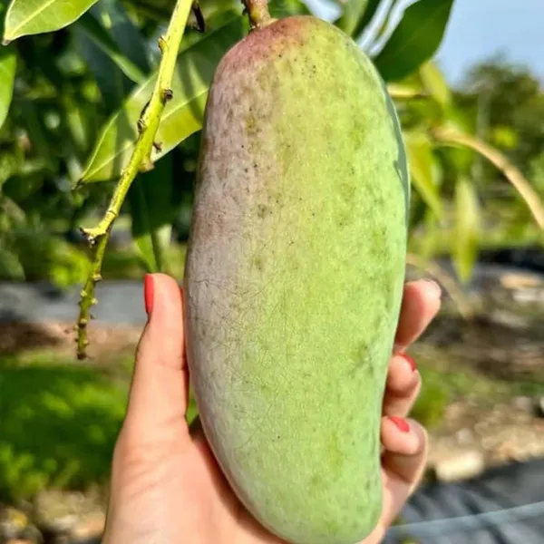 Red_Banana_Mango_Grafted_Aam_Fruit_Plants_&_Tree(1.5-3_Feet_Size)