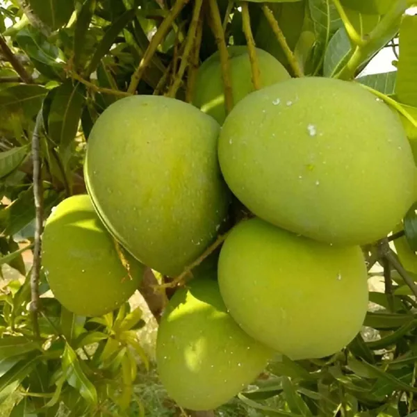 Himsagar_All_Time_Mango_Grafted_Aam_Fruit_Plants_&_Tree_(1.5-3_Feet_Size)