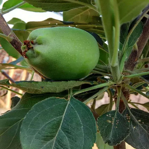 Hariman_99_Low_Chill_Apple_Grafted_Seb_Fruit_Plants_&_Tree(1.5-3_Feet_Size)