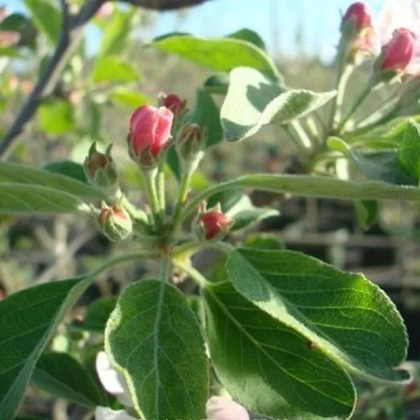 Red_Anna_Low_Chill_Apple_Fruit_Grafted_Seb_Fruit_Plants_&_Tree(1.5-3_Feet_Size)
