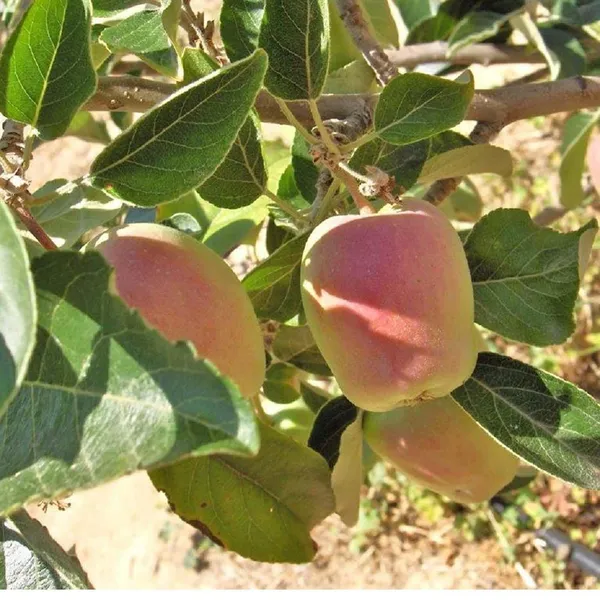 Red_Anna_Low_Chill_Apple_Fruit_Grafted_Seb_Fruit_Plants_&_Tree(1.5-3_Feet_Size)