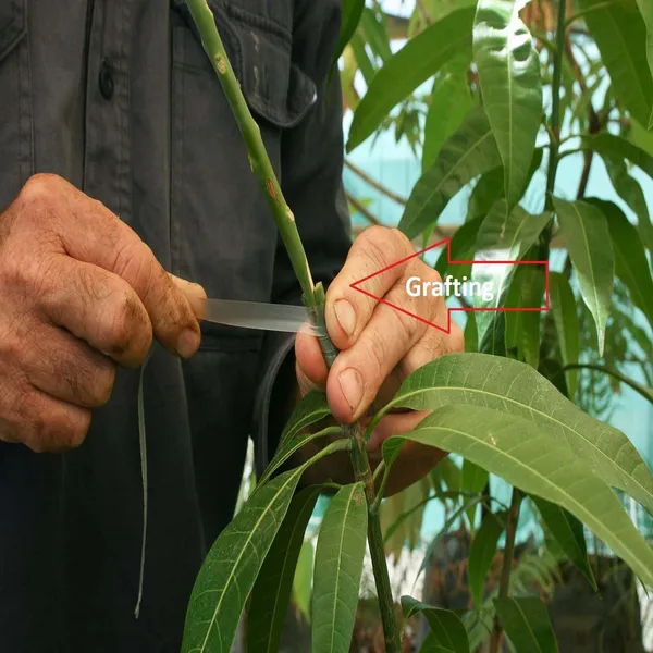 Gir_Kesar_Mango_Grafted_Aam_Fruit_Plants_&_Tree(1.5-3_Feet_Size)