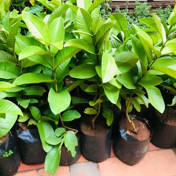 Guava_Pink_Lalit_Lalitha_Amrood_Variety_Fruit_(Air_Layering/Grafted)_Plants_&_Tree(1.5-3_Feet_Size)