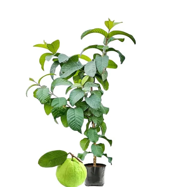 KG_Big_size_Guava_Amrood_Fruit_(Air_Layering/Grafted)_Plants_&_Tree(1.5-3_Feet_Size)