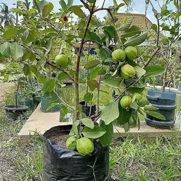 Super_Kiran_Thai_5_Guava_Amrood_Fruit_(Air_Layering/Grafted)_Plants_&_Tree(1.5-3_Feet_Size)