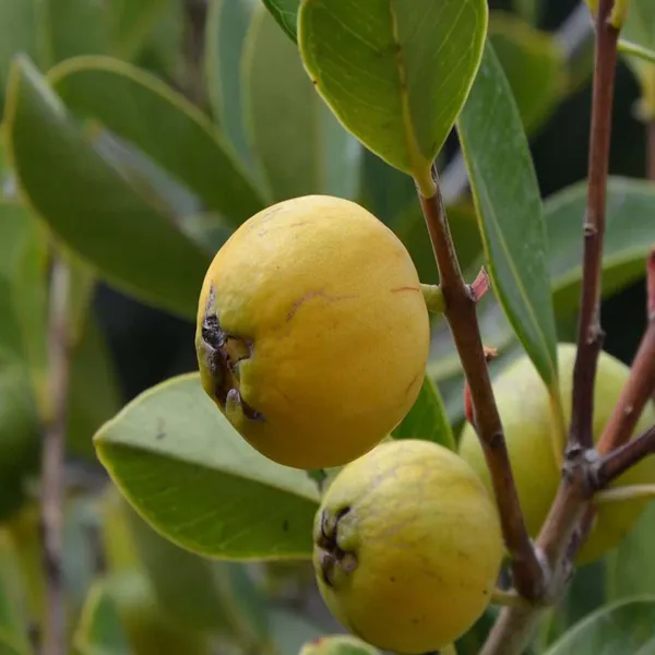 Yellow_Strawberry_Guava_Amrood_Fruit_(Air_Layering/Grafted)_Plants_&_Tree(1.5-3_Feet_Size)