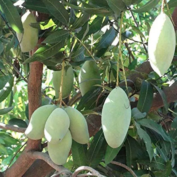 Totapuri_Mango_Grafted_Aam_Fruit_Plants_&_Tree(1.5-3_Feet_Size)