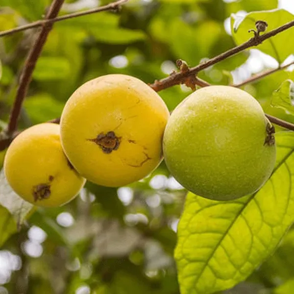 Araza_Boi_Fruit_Plants_&_Tree(1.5-3_Feet_Size)