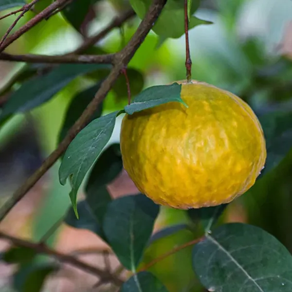 Araza_Boi_Fruit_Plants_&_Tree(1.5-3_Feet_Size)
