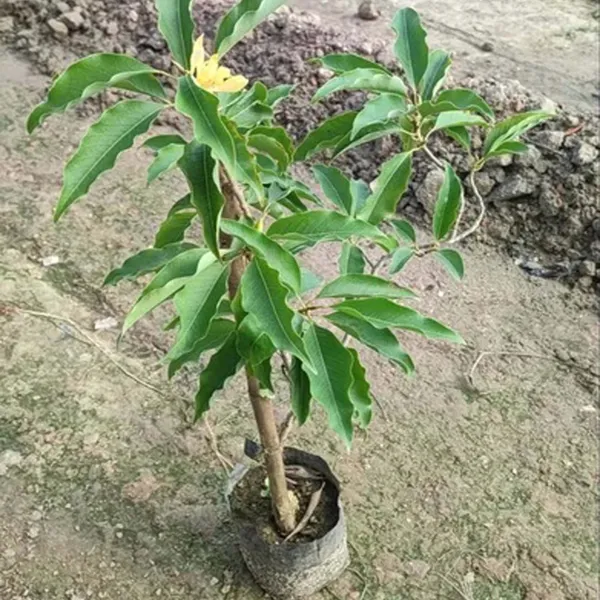 Yellow_Colour_Swarna_Chapa_Michelia_Champaca_Flower_Plants_&_Tree(1-2_Feet_Size)