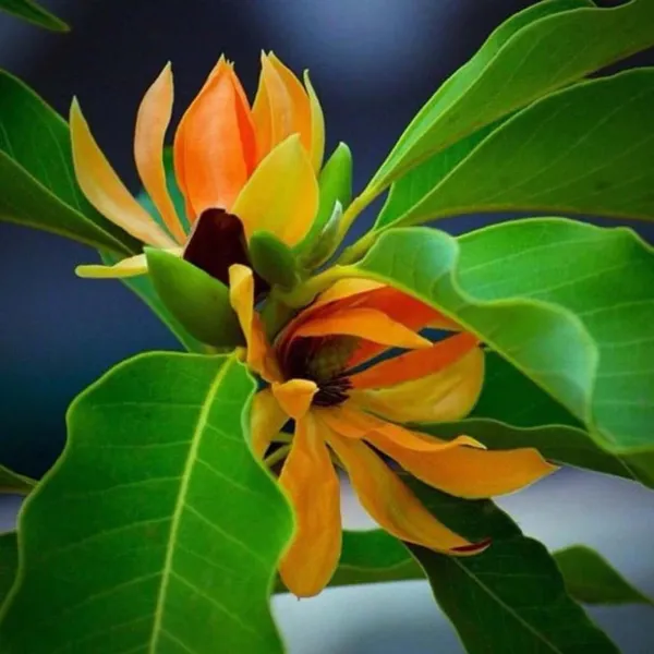 Yellow_Colour_Swarna_Chapa_Michelia_Champaca_Flower_Plants_&_Tree(1-2_Feet_Size)