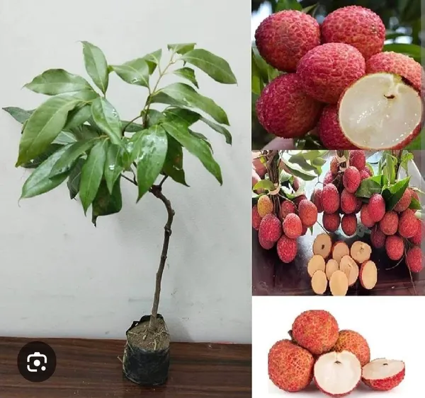 Chinensis_Litchi_Lychee_Fruit_(Air_Layering/Grafted)_Plants_&_Tree(1-2_Feet_Size)