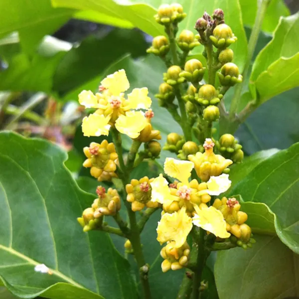 Peanut_Butter_Fruit_Plants_&_Tree(1.5-3_Feet_Size)