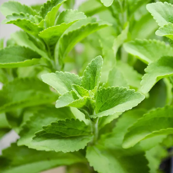 Stevia_Candy_Leaf_Medicinal_Plants_&_Tree(1-2_Feet_Size)